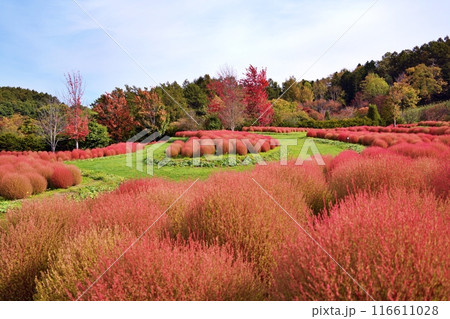 北海道由仁町の庭園　ゆにガーデン　コキアの紅葉 116611028