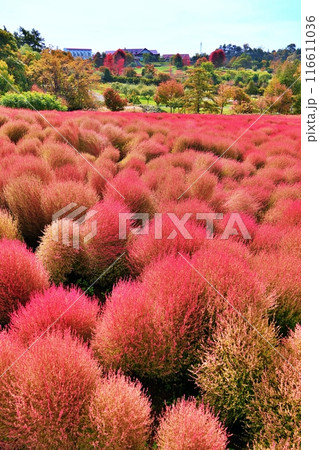 北海道由仁町の庭園　ゆにガーデン　コキアの紅葉 116611036