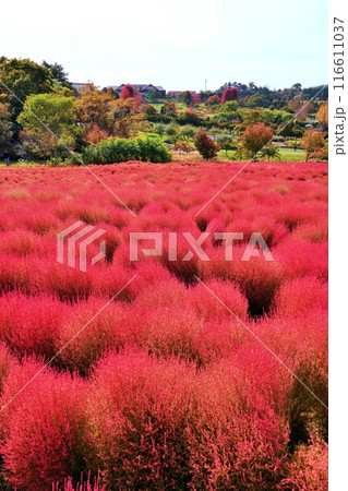 北海道由仁町の庭園　ゆにガーデン　コキアの紅葉 116611037