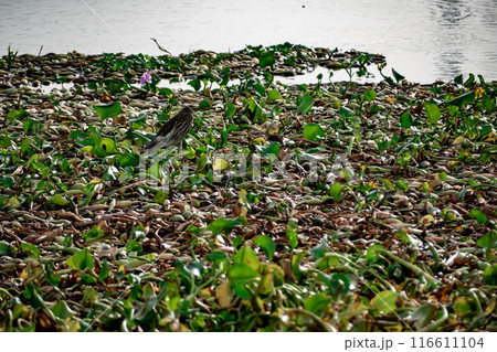 A Pond heron walking for food on a raft of water hyacinths A Pond heron walking for food on a raft of water hyacinths 116611104