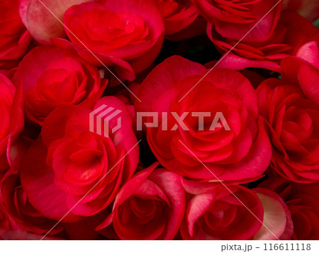 Close-up photo of a bouquet of hydrangeas flowers 116611118