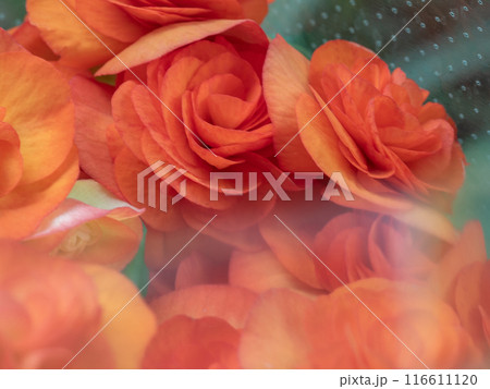Close-up photo of a bouquet of hydrangeas flowers Close-up photo of a bouquet of hydrangeas flowers 116611120