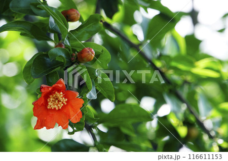 春5月に咲いたオレンジ色のザクロの花一輪 春5月に咲いたオレンジ色のザクロの花一輪 116611153