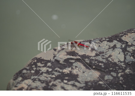 石の上の赤とんぼ 116611535