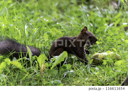 木の実を運ぶエゾリス（北海道） 116611654