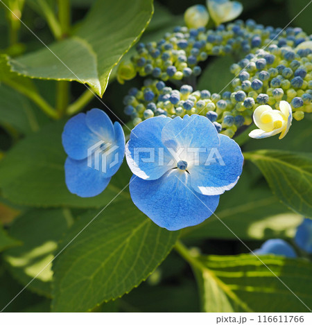 額紫陽花 額紫陽花 116611766