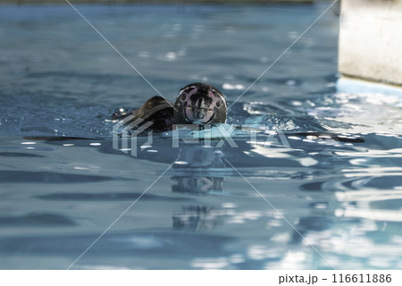 桜の花びらと泳ぐペンギン 116611886