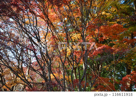 茨城県植物園　2023-11-28　＃26 116611918