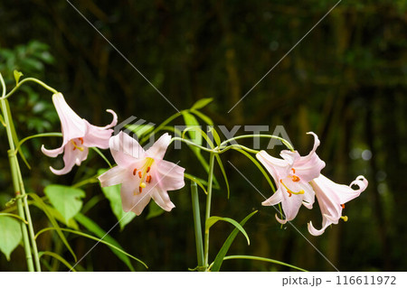 日本の特産　ササユリ 116611972