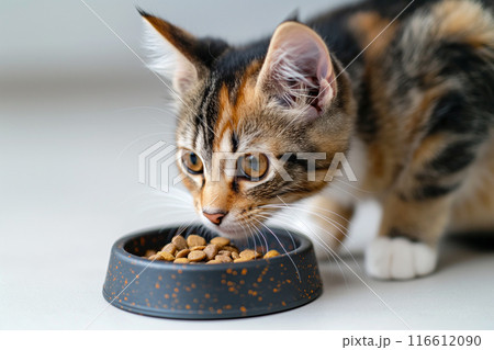 餌を食べるキジトラ猫4 AI生成画像 餌を食べるキジトラ猫4 AI生成画像 116612090