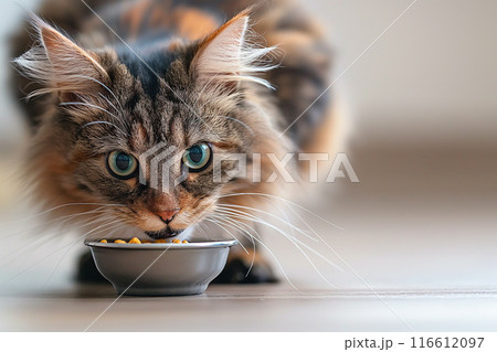 餌を食べるキジトラ猫8　AI生成画像 116612097