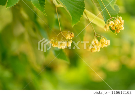 滋賀県東近江市　百済寺の境内で満開を迎え良い香りを放っている菩提樹の花 116612162