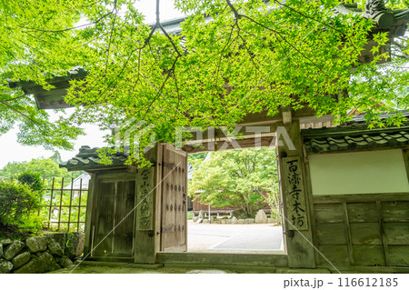 滋賀県東近江市 新緑が美しい百済寺本坊への表門と見頃の菩提樹の樹 滋賀県東近江市 新緑が美しい百済寺本坊への表門と見頃の菩提樹の樹 116612185