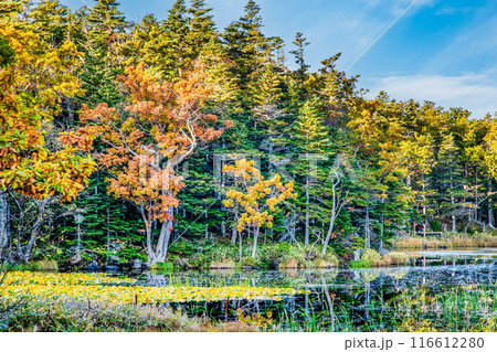 北海道 紅葉の知床五湖 ~水鏡の三湖~ 北海道 紅葉の知床五湖 ~水鏡の三湖~ 116612280