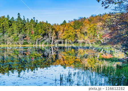 北海道 紅葉の知床五湖 ~水鏡の三湖~ 北海道 紅葉の知床五湖 ~水鏡の三湖~ 116612282