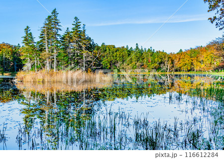 北海道 紅葉の知床五湖 ~水鏡の三湖~ 北海道 紅葉の知床五湖 ~水鏡の三湖~ 116612284