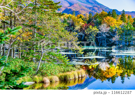 北海道 紅葉の知床五湖 ~水鏡の三湖~ 北海道 紅葉の知床五湖 ~水鏡の三湖~ 116612287