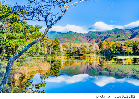 北海道 紅葉の知床五湖　～水鏡の三湖と知床連山～ 116612292