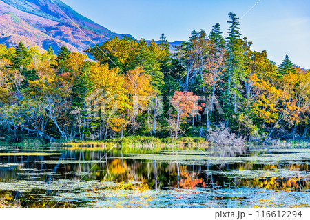 北海道 紅葉の知床五湖 ~水鏡の三湖~ 北海道 紅葉の知床五湖 ~水鏡の三湖~ 116612294