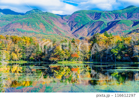 北海道 紅葉の知床五湖　～水鏡の三湖と知床連山～ 116612297