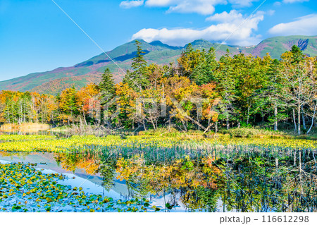 北海道 紅葉の知床五湖　～水鏡の三湖と知床連山～ 116612298