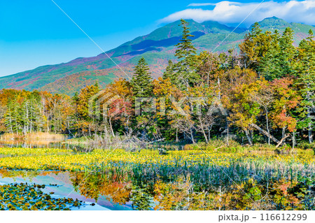 北海道 紅葉の知床五湖　～水鏡の三湖と知床連山～ 116612299