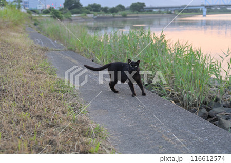 堤防で遊ぶ黒猫 116612574