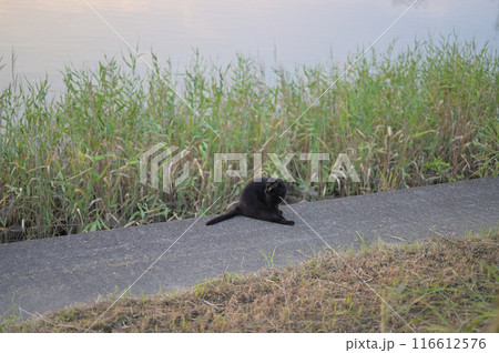 堤防で遊ぶ黒猫 堤防で遊ぶ黒猫 116612576