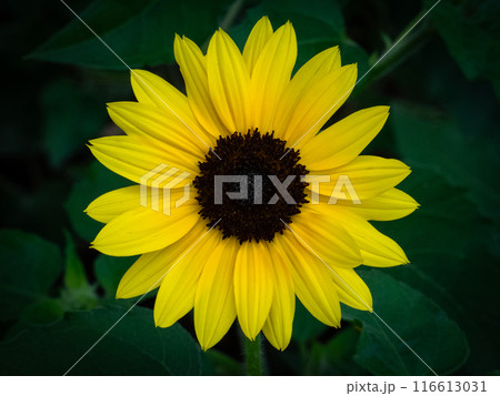 ヒマワリの黄色い花 ヒマワリの黄色い花 116613031