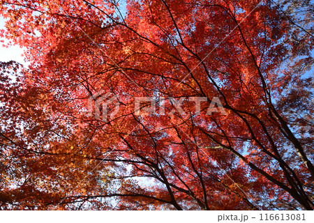 茨城県植物園　2023-11-28　＃46 116613081