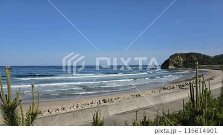 松林から見た福島県いわき市合磯海岸の風景 松林から見た福島県いわき市合磯海岸の風景 116614901