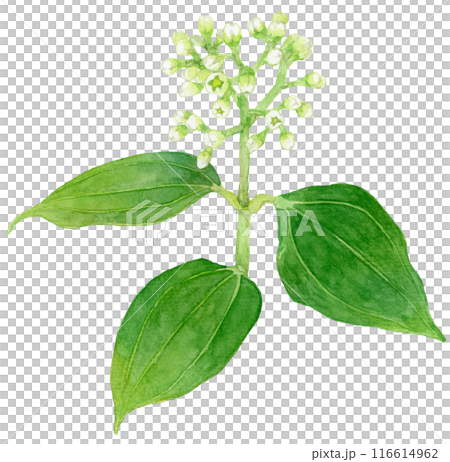 Cinnamon flower watercolor illustration 116614962