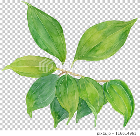 シナモンの葉　水彩イラスト 116614963