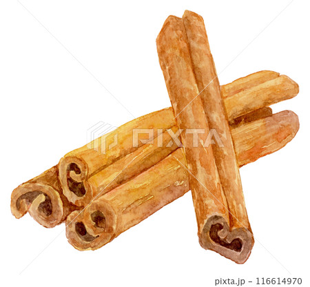 シナモンの水彩イラスト シナモンの水彩イラスト 116614970