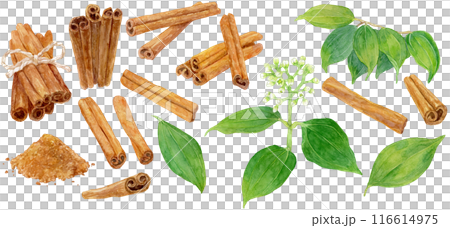 Cinnamon sticks, leaves and flowers watercolor illustration collection 116614975