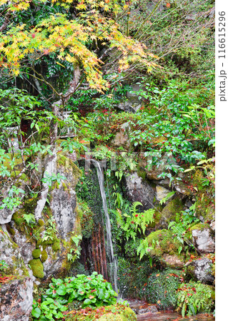 大原　実光院　契心園　美しい秋の紅葉（京都市左京区） 116615296