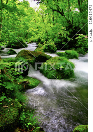 初夏の奥入瀬渓流（青森県・十和田市） 116615473