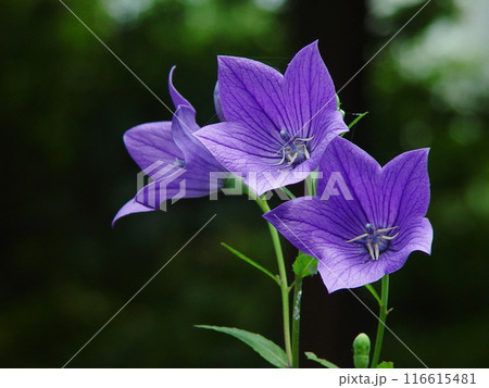 紫色の花を咲かすキキョウ 花(9月)キキョウ(桔梗)09 紫色の花を咲かすキキョウ 花(9月)キキョウ(桔梗)09 116615481