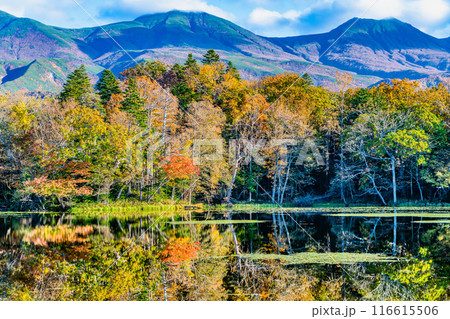 北海道 紅葉の知床五湖 ~水鏡の四湖と知床連山~ 北海道 紅葉の知床五湖 ~水鏡の四湖と知床連山~ 116615506