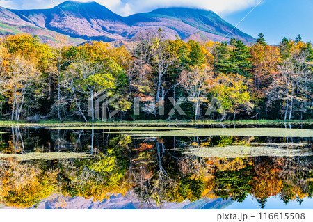 北海道 紅葉の知床五湖 ~水鏡の四湖と知床連山~ 北海道 紅葉の知床五湖 ~水鏡の四湖と知床連山~ 116615508