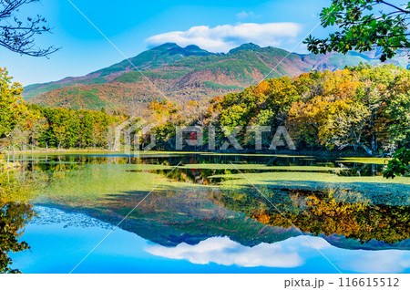 北海道 紅葉の知床五湖 ~水鏡の四湖と知床連山~ 北海道 紅葉の知床五湖 ~水鏡の四湖と知床連山~ 116615512