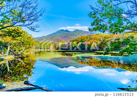 北海道 紅葉の知床五湖 ~水鏡の四湖と知床連山~ 北海道 紅葉の知床五湖 ~水鏡の四湖と知床連山~ 116615513