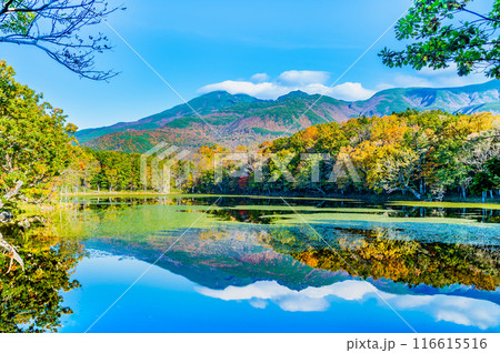北海道 紅葉の知床五湖 ~水鏡の四湖と知床連山~ 北海道 紅葉の知床五湖 ~水鏡の四湖と知床連山~ 116615516