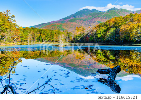 北海道 紅葉の知床五湖 ~水鏡の四湖と知床連山~ 北海道 紅葉の知床五湖 ~水鏡の四湖と知床連山~ 116615521