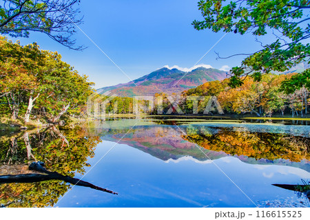 北海道 紅葉の知床五湖 ~水鏡の四湖と知床連山~ 北海道 紅葉の知床五湖 ~水鏡の四湖と知床連山~ 116615525