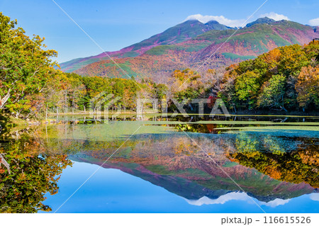 北海道 紅葉の知床五湖 ~水鏡の四湖と知床連山~ 北海道 紅葉の知床五湖 ~水鏡の四湖と知床連山~ 116615526