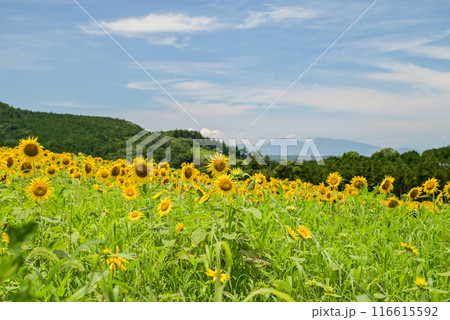 青い空と白い雲に咲くヒマワリの花 116615592