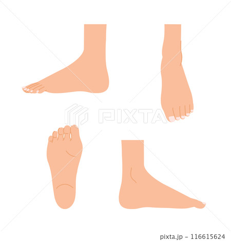 女性の足:足のボディパーツセット(足の裏・足の甲・側面) 女性の足:足のボディパーツセット(足の裏・足の甲・側面) 116615624