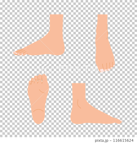 女性の足:足のボディパーツセット(足の裏・足の甲・側面) 女性の足:足のボディパーツセット(足の裏・足の甲・側面) 116615624
