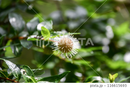 シマタニワタリノキ 116615693